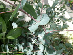 Imagem de Eucalyptus gunnii Hook. fil.