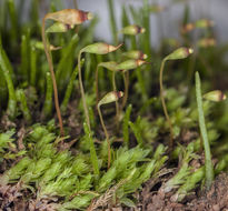Image of Tozer's epipterygium moss