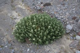 Image of desert stingbush