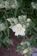 Image of desert stingbush