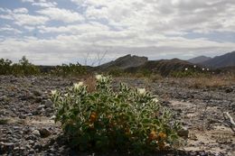 Image of desert stingbush