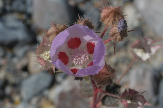 Imagem de Eremalche rotundifolia (A. Gray) Greene