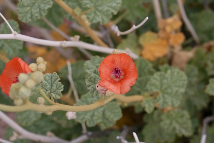 Image of desert globemallow