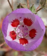 Imagem de Eremalche rotundifolia (A. Gray) Greene