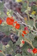 Image of desert globemallow