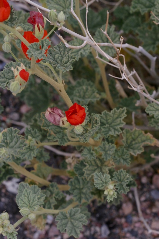 Image of desert globemallow