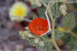 Image of desert globemallow