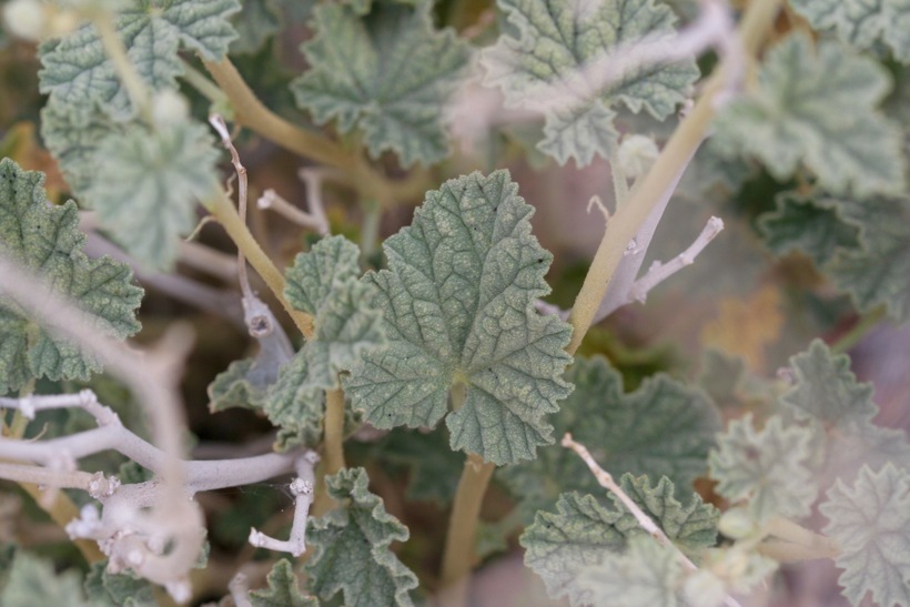 Image of desert globemallow