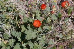 Image of desert globemallow