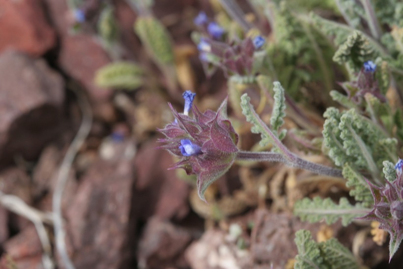 Imagem de Salvia columbariae Benth.