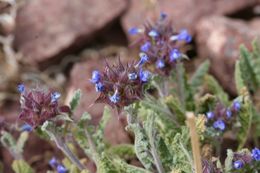 Imagem de Salvia columbariae Benth.