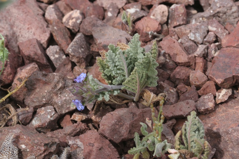 Imagem de Salvia columbariae Benth.