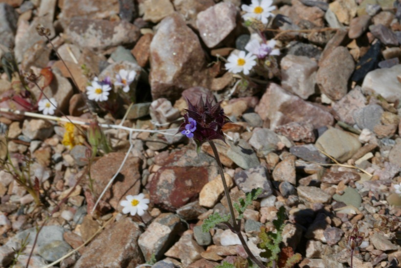 Imagem de Salvia columbariae Benth.