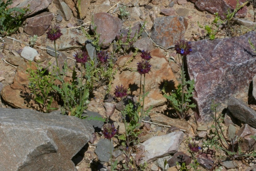 Imagem de Salvia columbariae Benth.