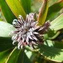 Image de Leucospermum cordifolium (Salisb. ex Knight) Fourc.