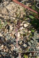 Image of widow's milkvetch