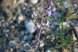 Image of widow's milkvetch