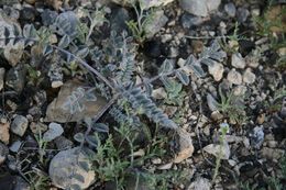 Image of widow's milkvetch