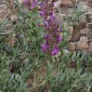 Astragalus lentiginosus var. fremontii (A. Gray ex Torr.) S. Watson的圖片