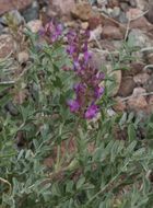 Sivun Astragalus lentiginosus var. fremontii (A. Gray ex Torr.) S. Watson kuva