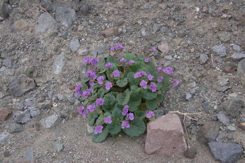 Image of calthaleaf phacelia