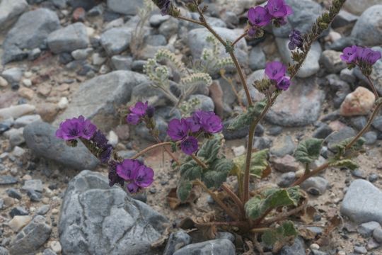 Image de Phacelia mustelina Coville