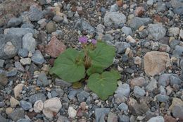 Image of calthaleaf phacelia