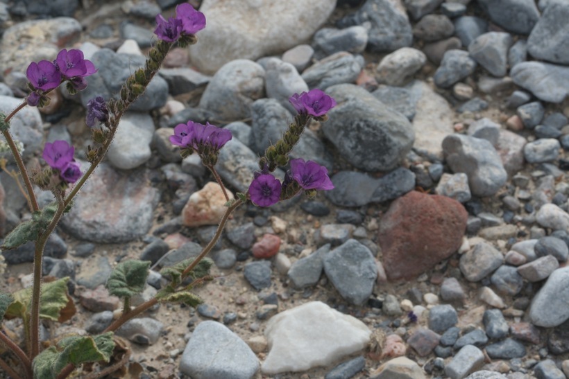 Image de Phacelia mustelina Coville