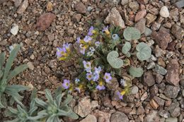 Image of Fremont's phacelia