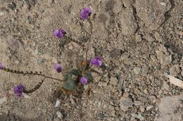 Image de Phacelia mustelina Coville