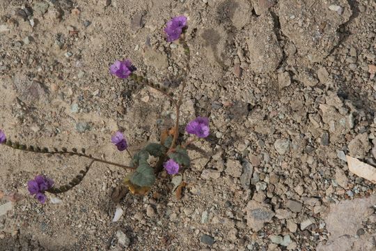 Image of weasel phacelia