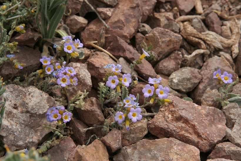 Image of Fremont's phacelia