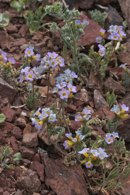 Image of Fremont's phacelia