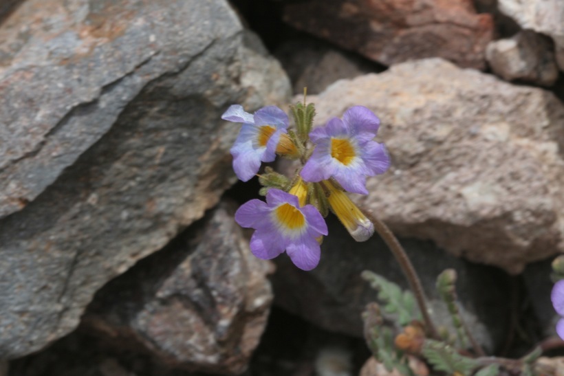 Image of Fremont's phacelia