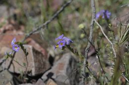 Image of Fremont's phacelia