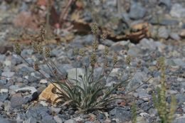 Image of blond plantain