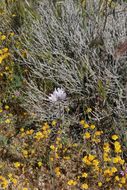 صورة Dichelostemma capitatum (Benth.) Alph. Wood