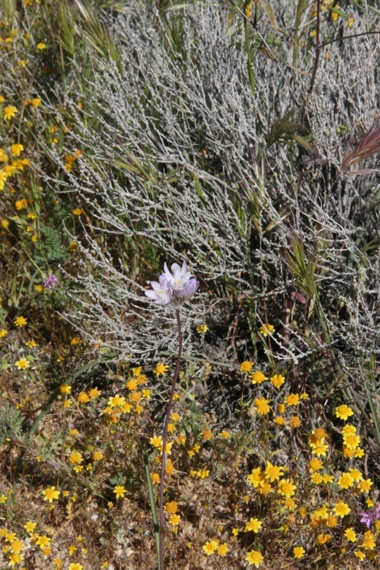 صورة Dichelostemma capitatum (Benth.) Alph. Wood