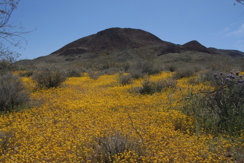 Image of California goldfields