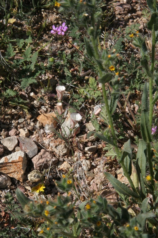 Image of Common Stork's-bill