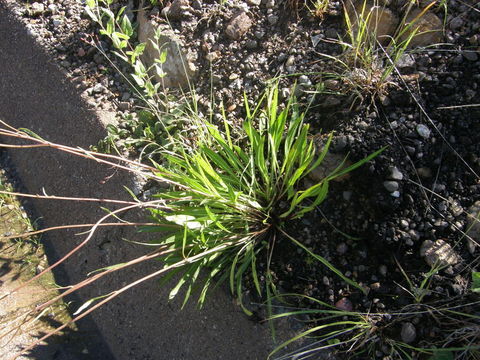 Image of Iostephane madrensis (S. Wats.) J. L. Strother