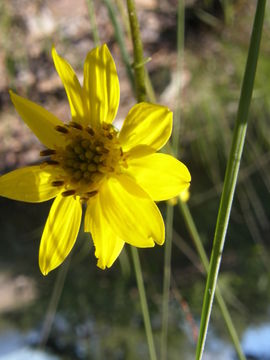 Image of Iostephane madrensis (S. Wats.) J. L. Strother