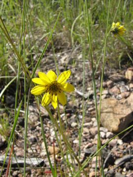 Image of Iostephane madrensis (S. Wats.) J. L. Strother