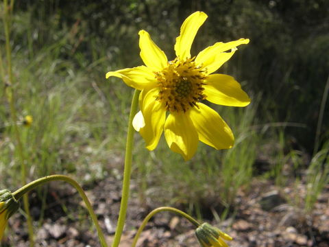 Image of Iostephane madrensis (S. Wats.) J. L. Strother