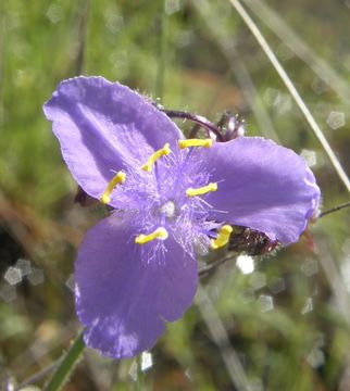 Image of pinewoods spiderwort