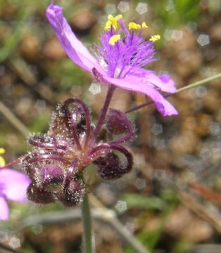 Image of Gibasis linearis (Benth.) Rohweder