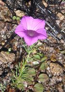 Plancia ëd Ipomoea capillacea (Kunth) G. Don