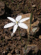 Image of Mexican star