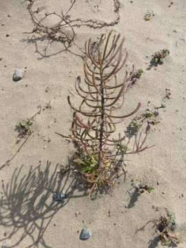 Image of coast wallflower