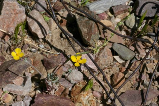 Image de Eschscholzia glyptosperma Greene